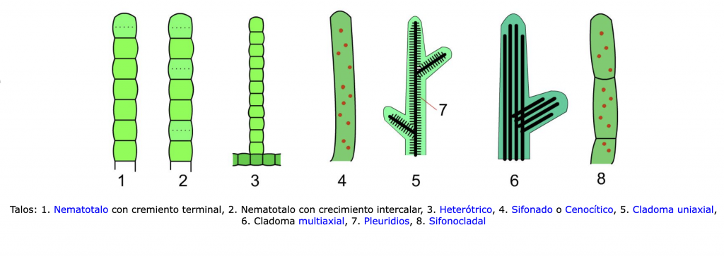 tipos de talos en hongos