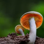 Close-up-of-mushroom-growing-on-field