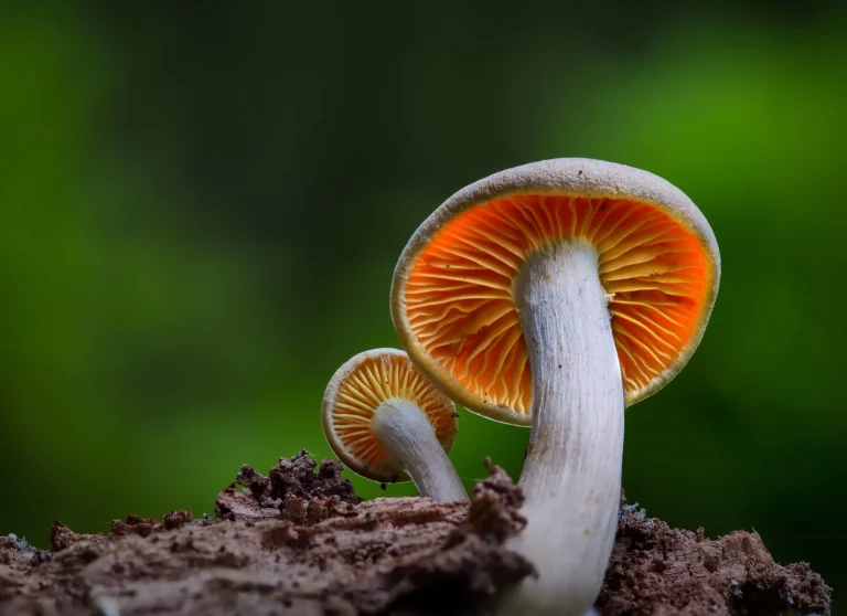 Close-up-of-mushroom-growing-on-field