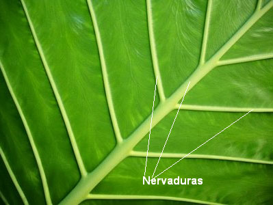 nervaduras hojas