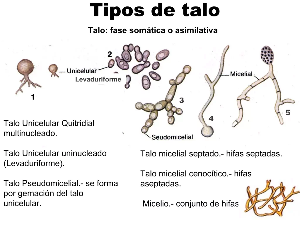 tipos de talo en hongos