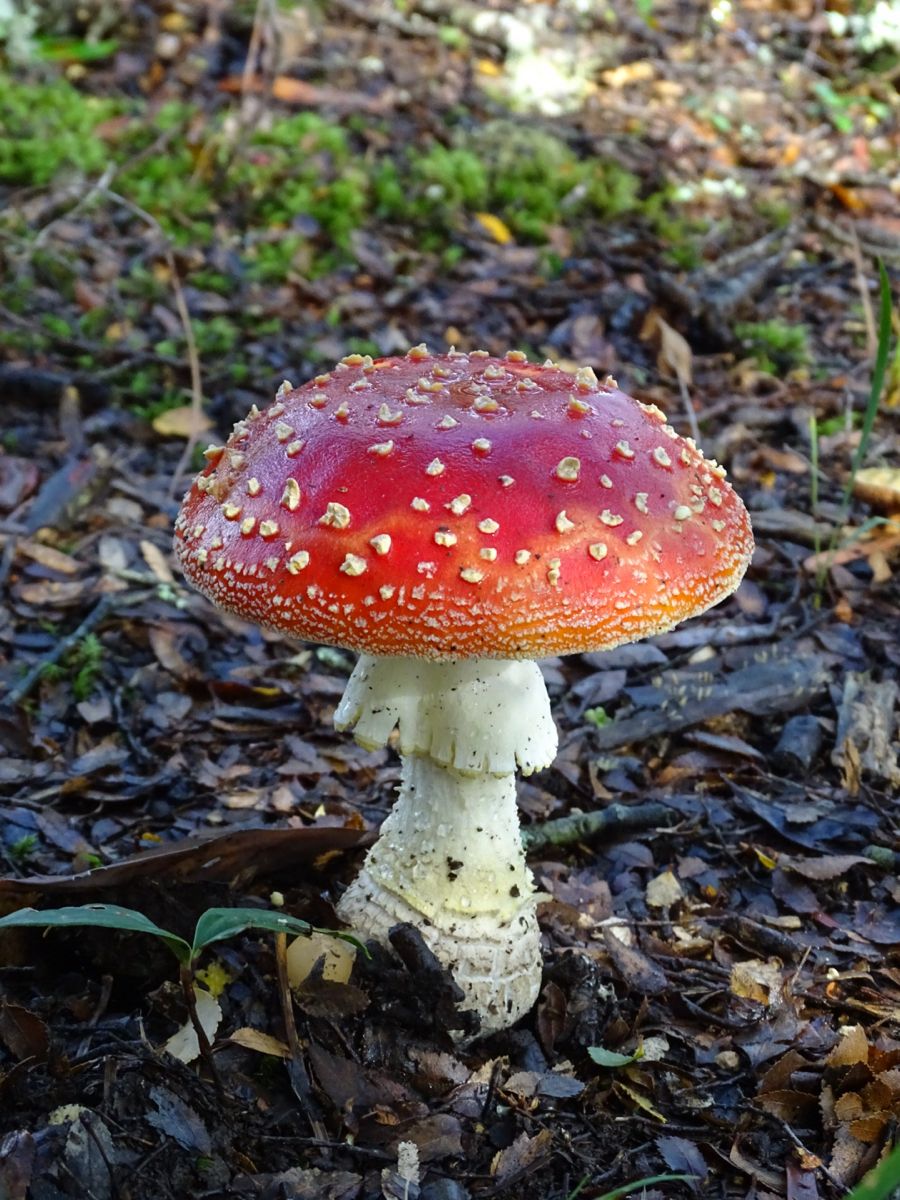 🍄 ¿Qué Son Los Hongos Verdaderos? Características Y Tipos Principales -  Azul Alcian