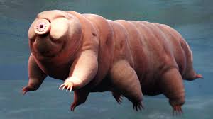 tardigrado
