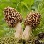 morel-mushroom-forest-floor