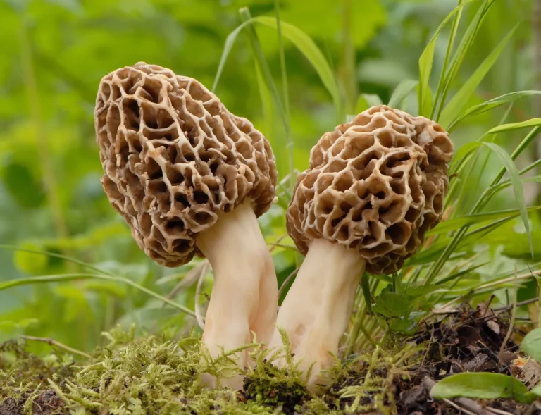 morel-mushroom-forest-floor