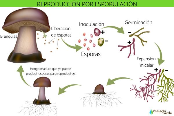 repoduccion asexual de los hongos