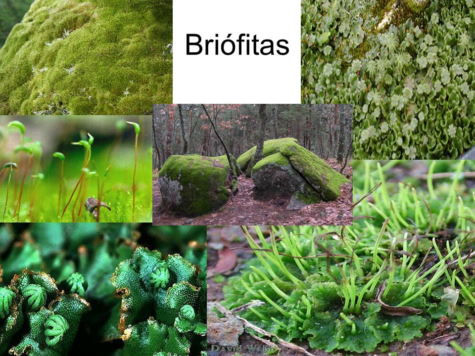 qué son los briofitos