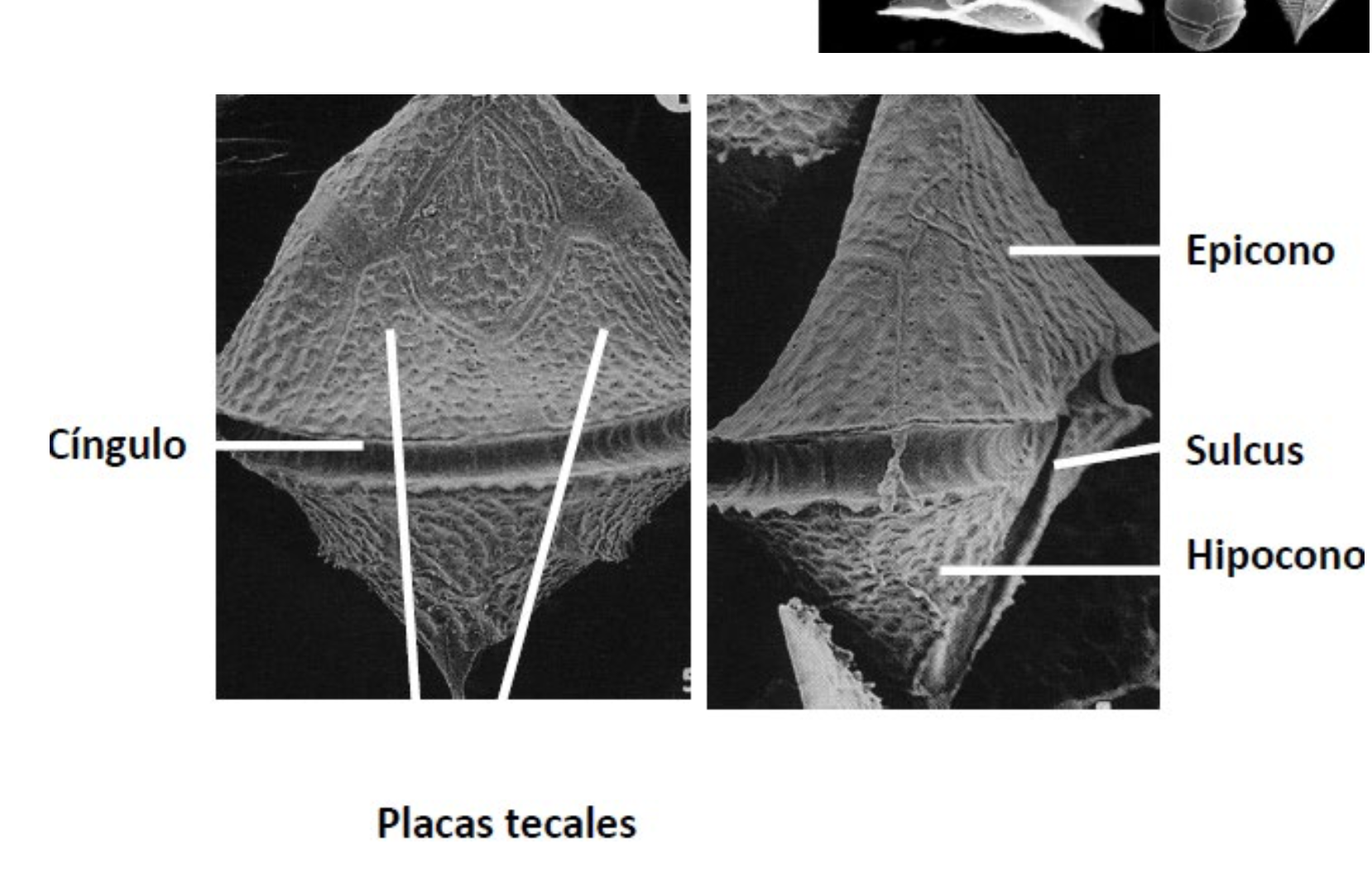 armadura de dinoflagelados algas