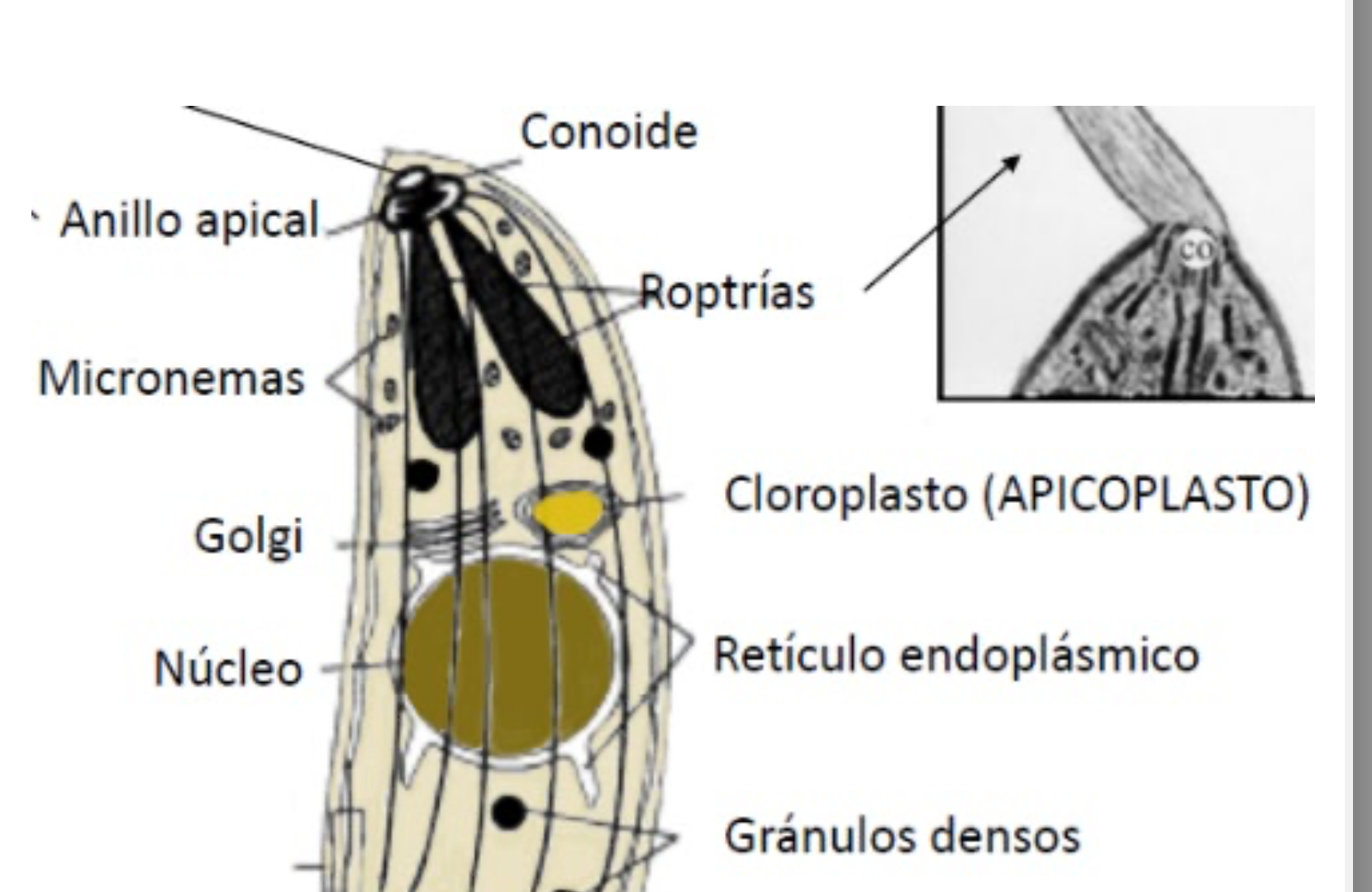 apicomplexa algas pardas