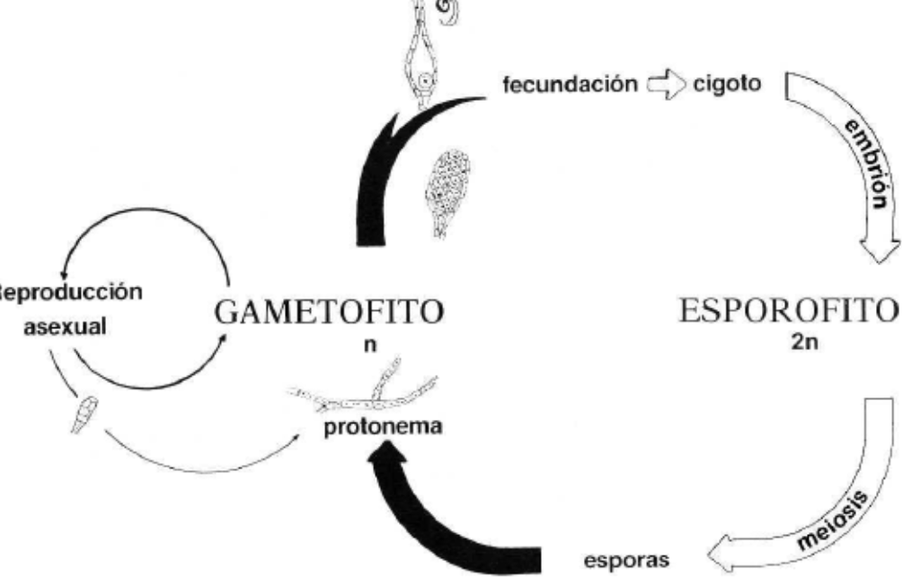 ciclo reproductivo briofitos