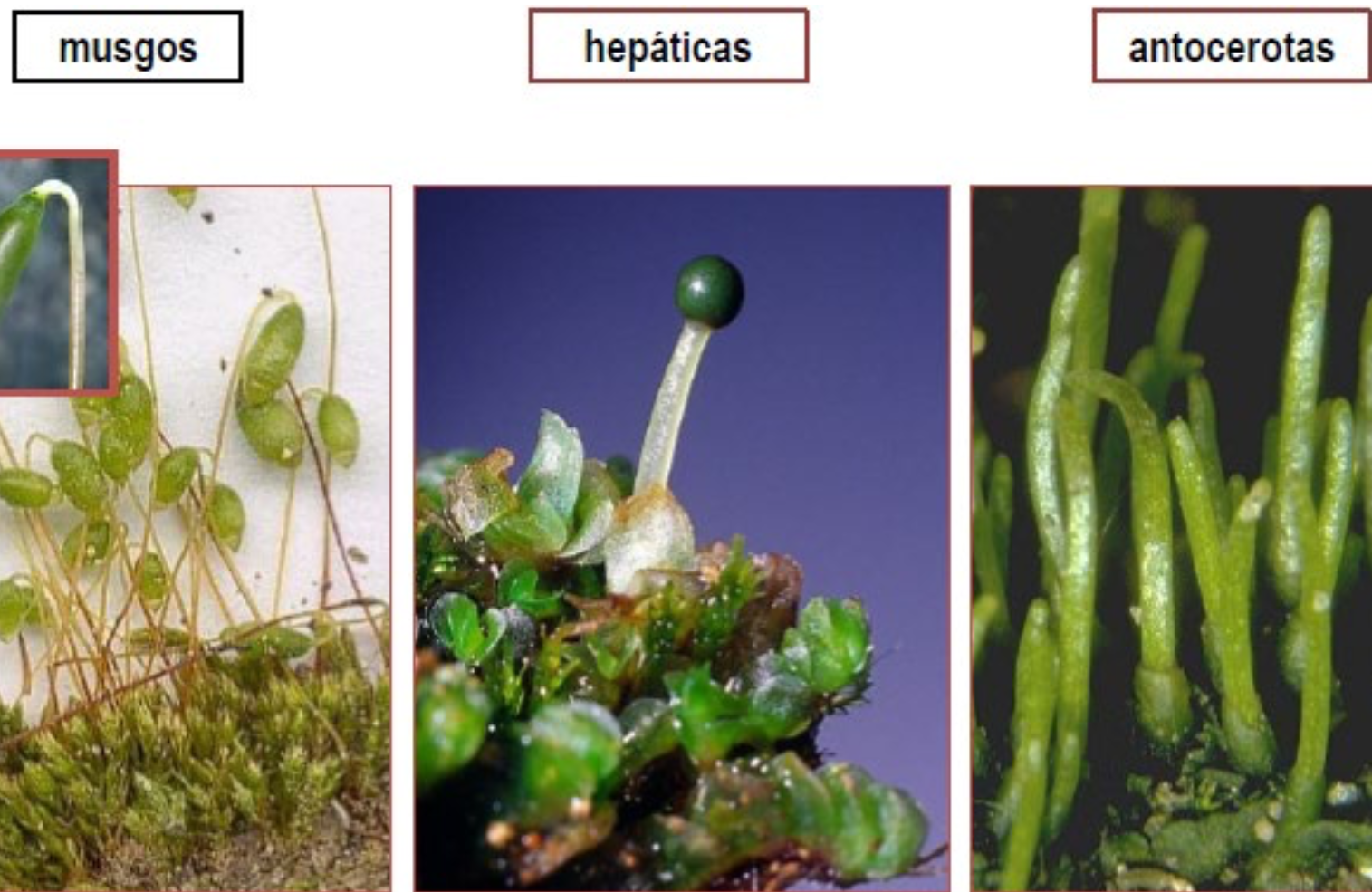 diferencia entre musgos, hpáticas y antocerotas en briofitos