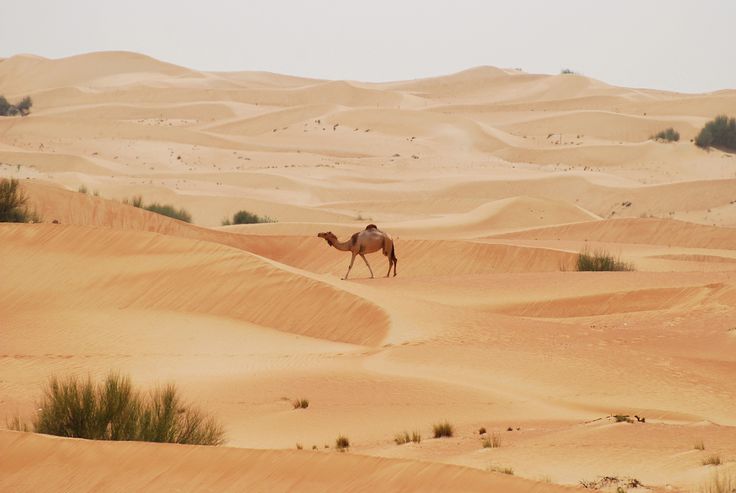 camello en dubai