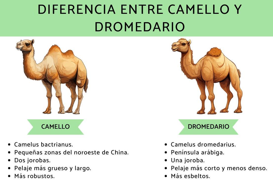 diferencia entre camello y dromedario