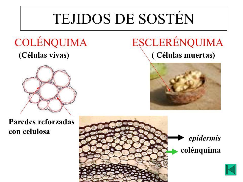 tejidos de sosten