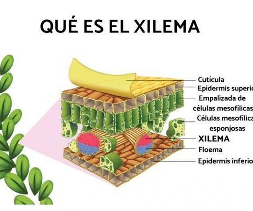 que es el xilema