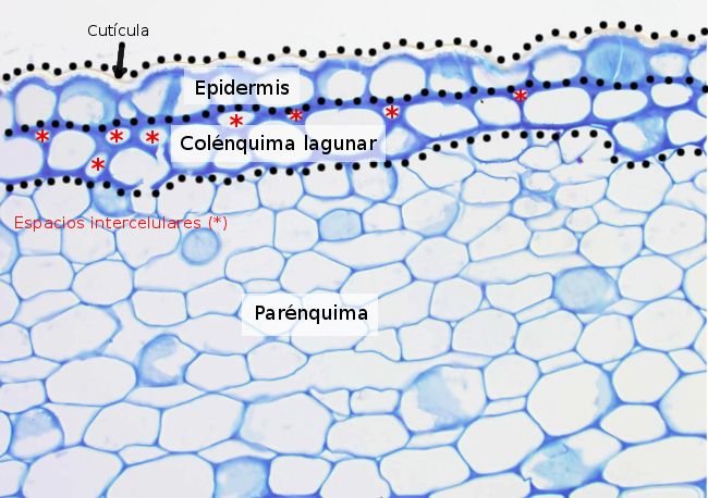 parenquima microscopio