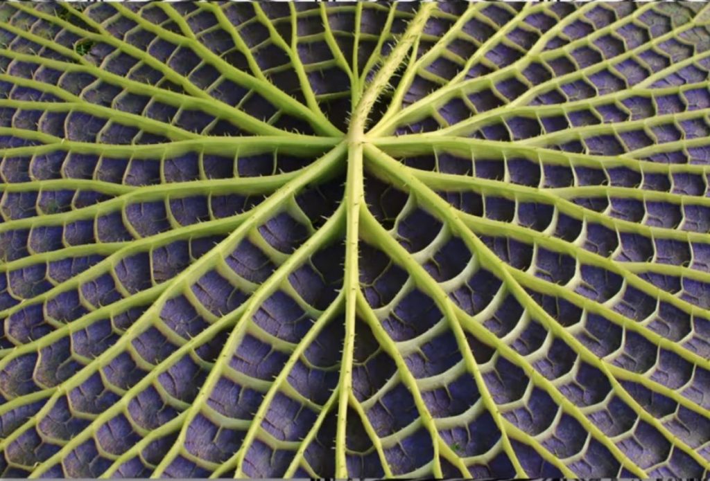 nerviación de las hojas