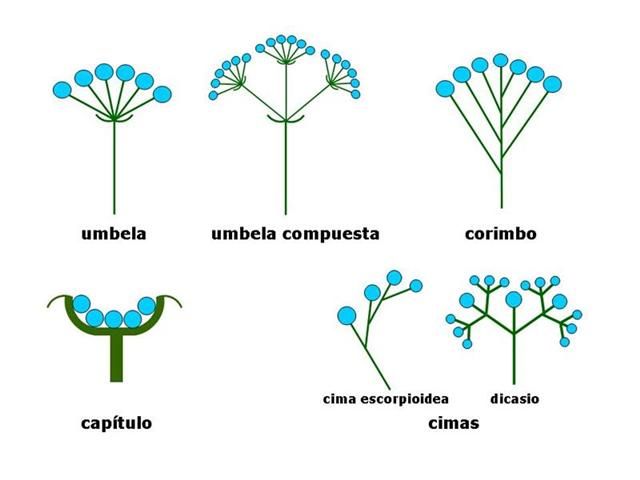 tipos de inflorescencias