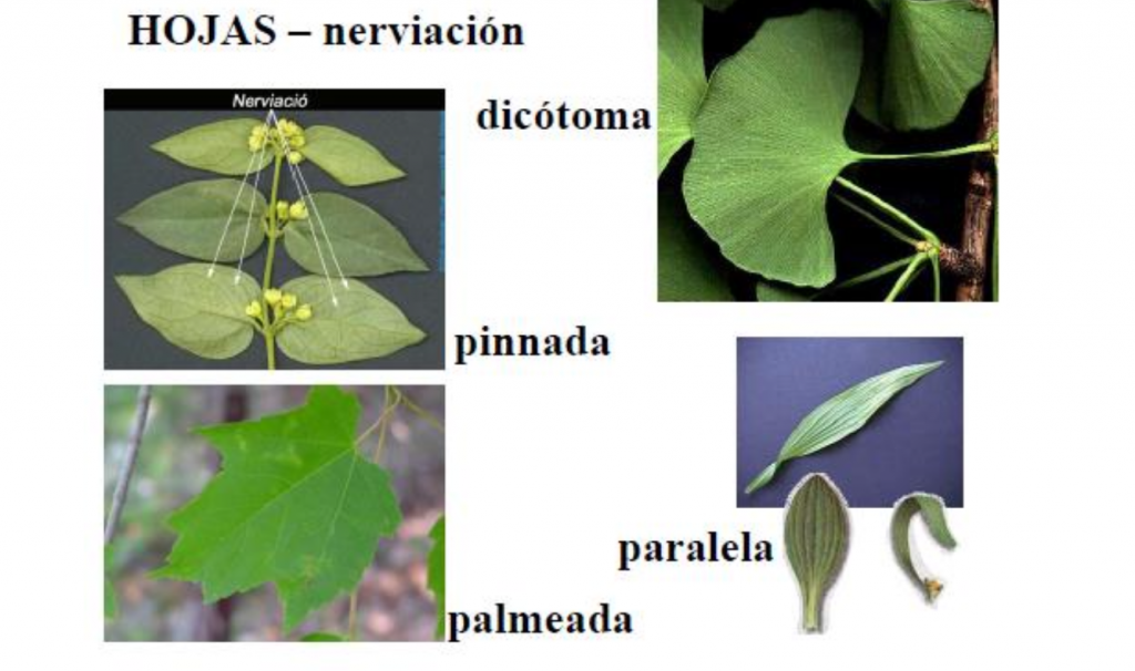 tipos de nerviación en hojas