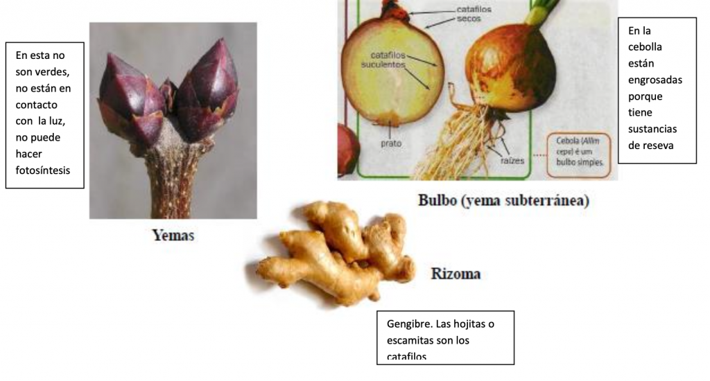 catafilos en botanica