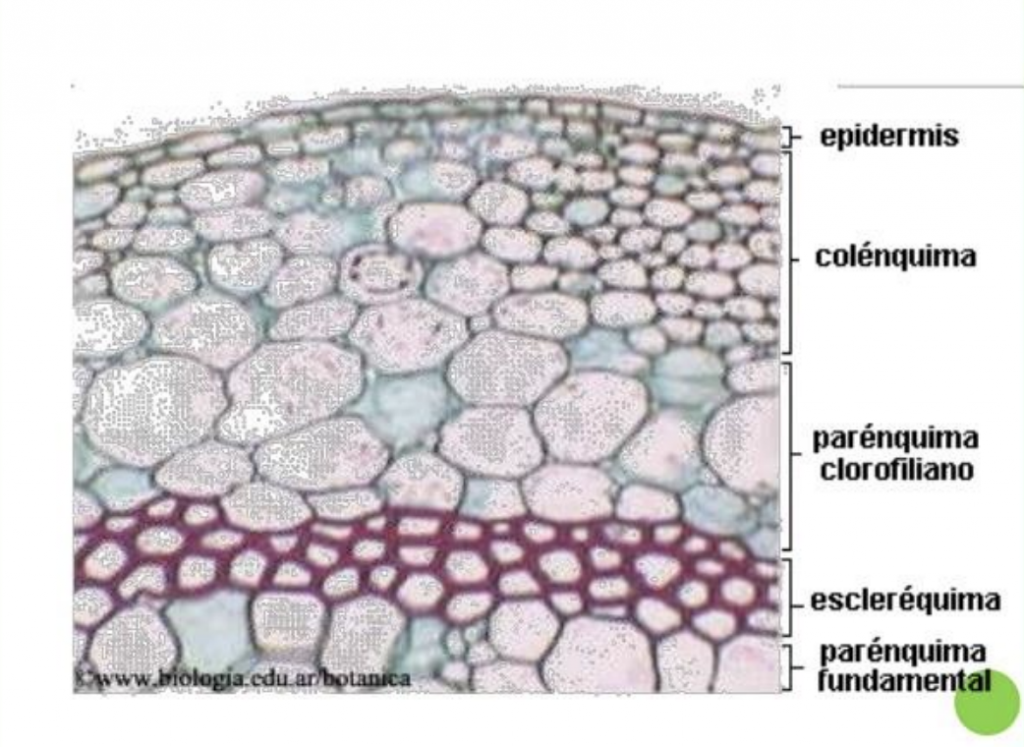 diferencias parenquima colenquima y esclerenquima