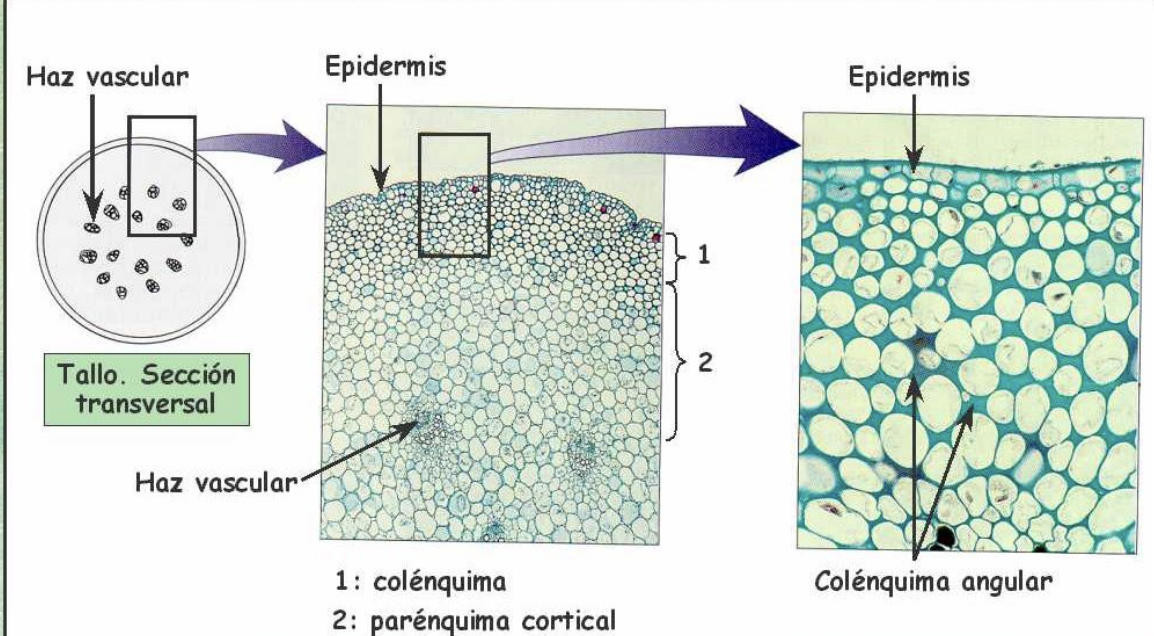 localizacion colenquima