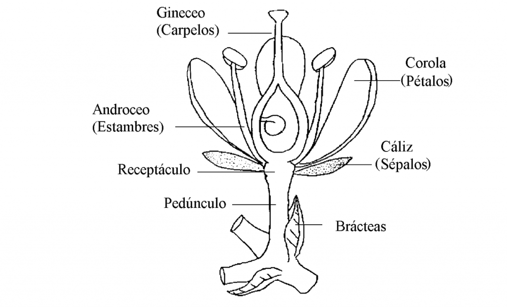 estructura floral