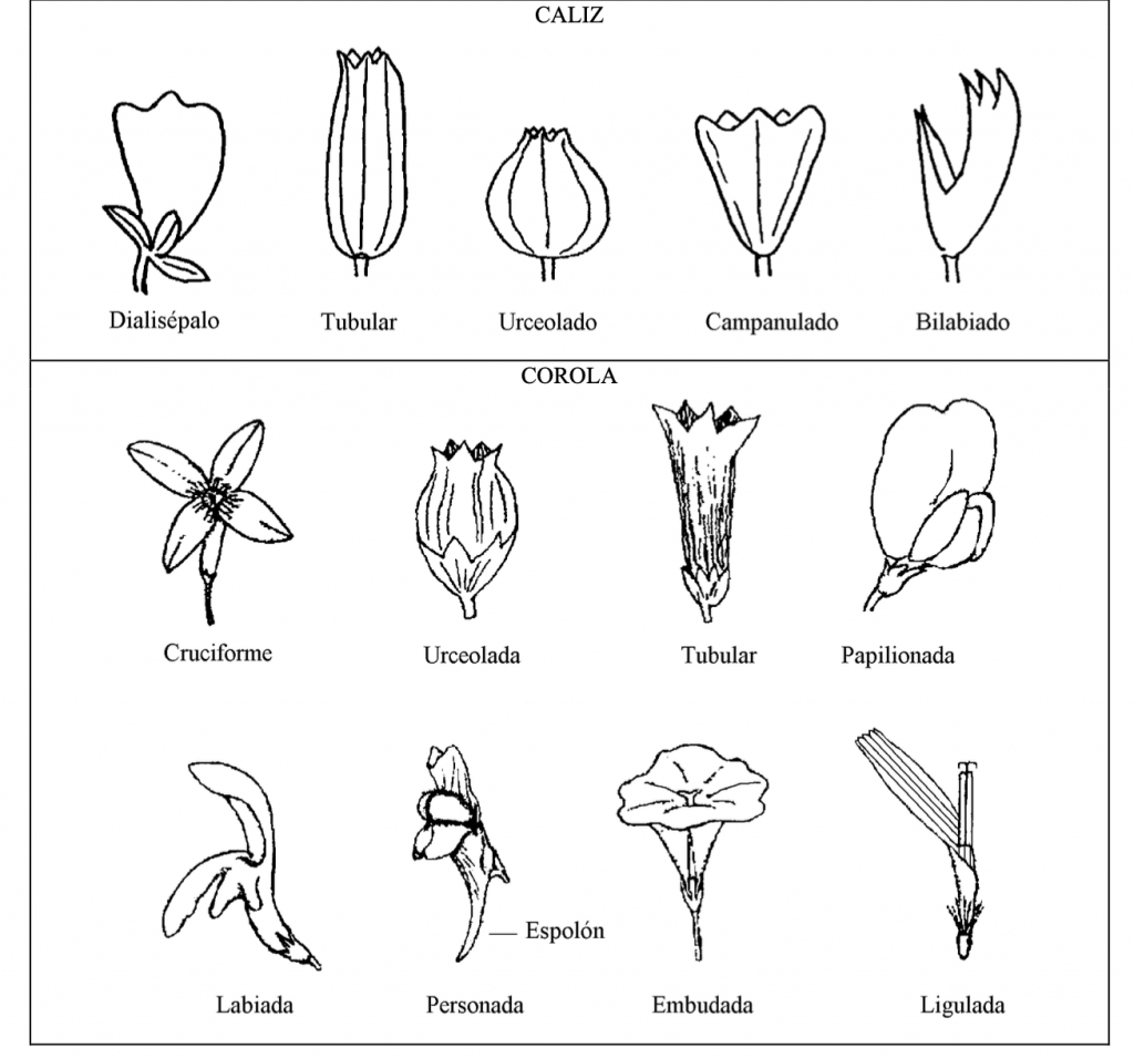 perianto diversidad morfologica
