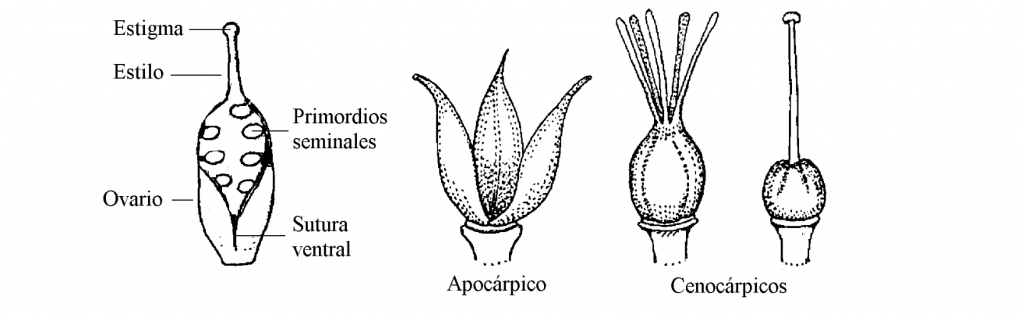 partes del gineceo en una flor