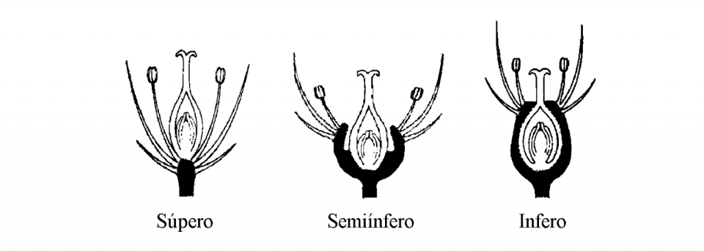 posicion del ovario en una flor