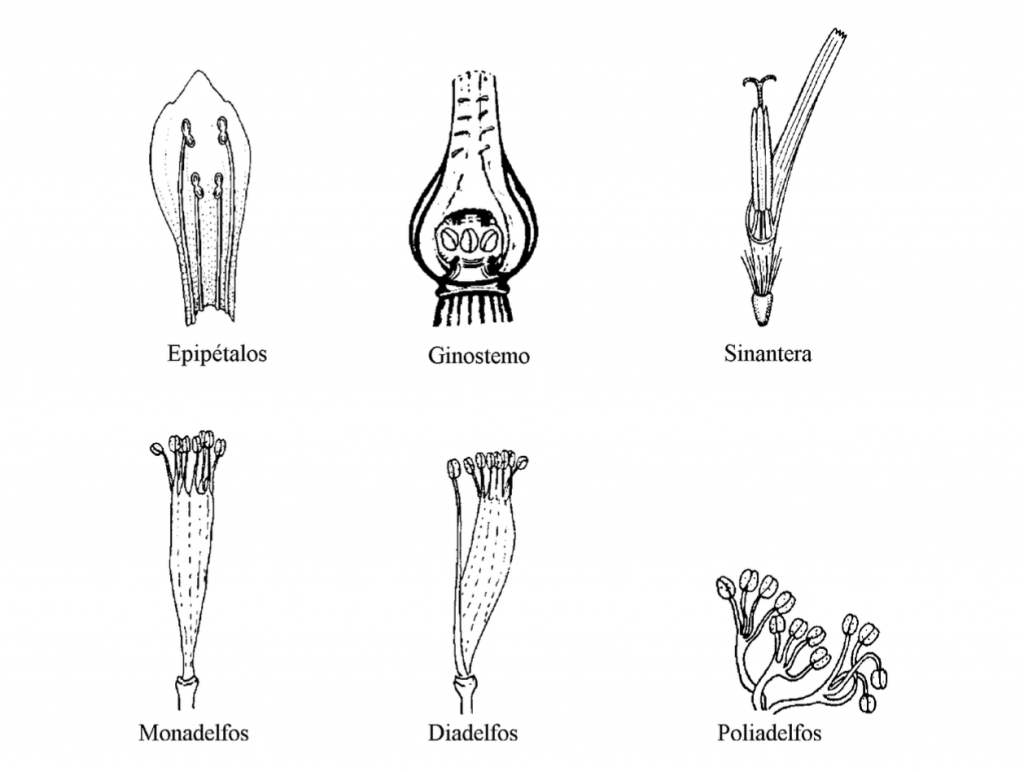 soldadura de los estambres en androceo