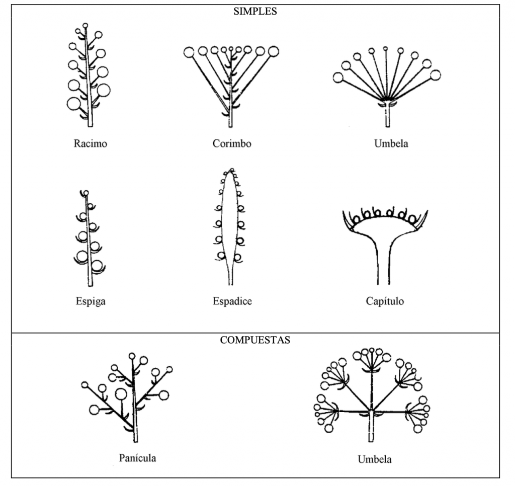 inflorescencias racemosas
