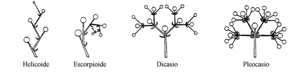 inflorescencias cimosas