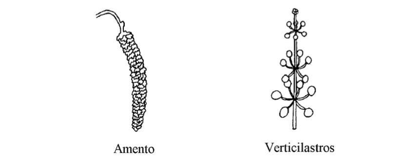 inflorescencias mixtas