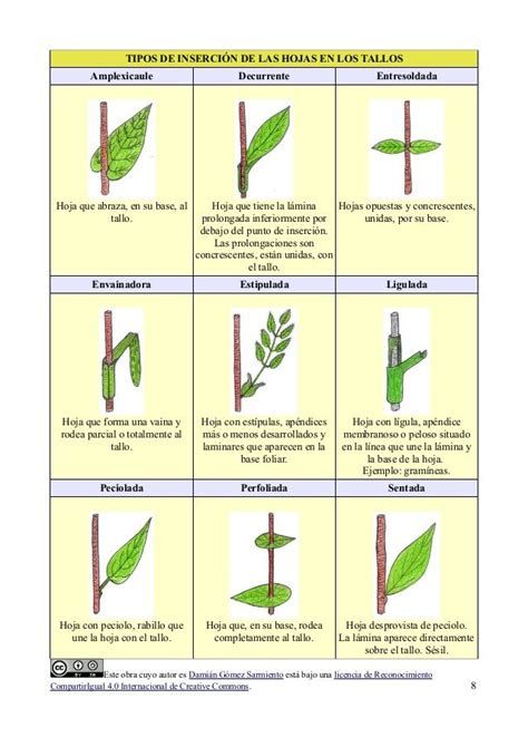 tipos de inserción en hojas de los tallos
