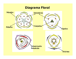 diagrama floral ejemplo