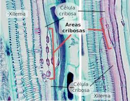 areas cribosas xilema