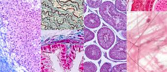 tipos de tinciones en anatomia patologica