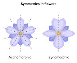 simetria de las flores
