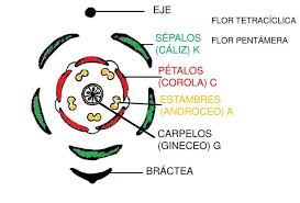 formula floral dibujo