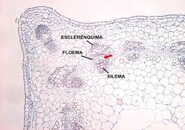 tejidos vegetales xilema y floema