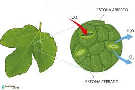 estomas transpiración