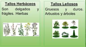 tallos herbaceos y leñosos