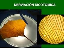 nerviación dicotómica