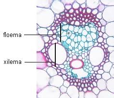 floema y xilema microscopio
