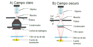 campo claro y campo oscuro microscopio
