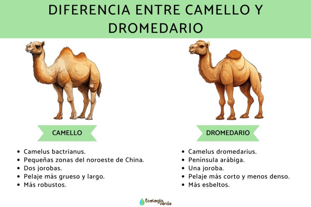 camello y dromedario