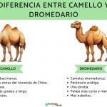 diferencia_entre_camello_y_dromedario_5122_orig