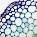 f2ea18066360149ced3b0e056eae97fc