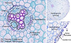 parenquima tejidos vegetales
